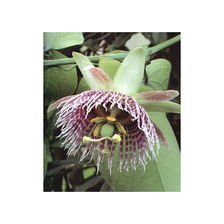 PASSIFLORA ligularis "Sweet Grenadilla"  5 semen