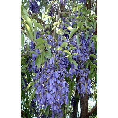 BOLUSANTHUS speciosus "Stromová Wistárie" 10 semen