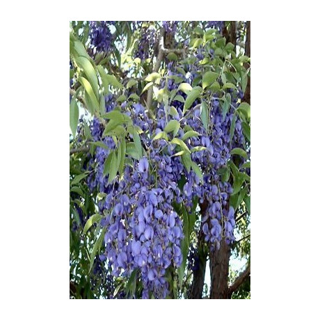 BOLUSANTHUS speciosus "Stromová Wistárie" 10 semen