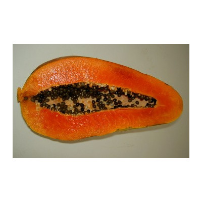 CARICA papaya "Melounový strom" 7 semen