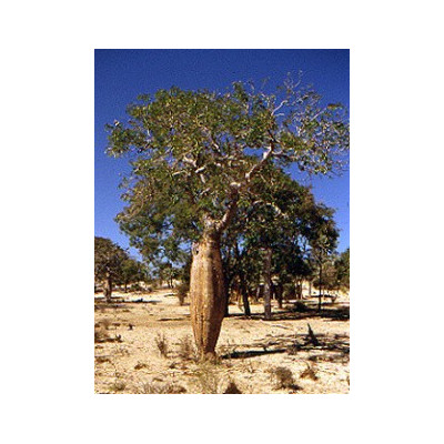 DELONIX  decaryi "Lahvový strom" 2 semena