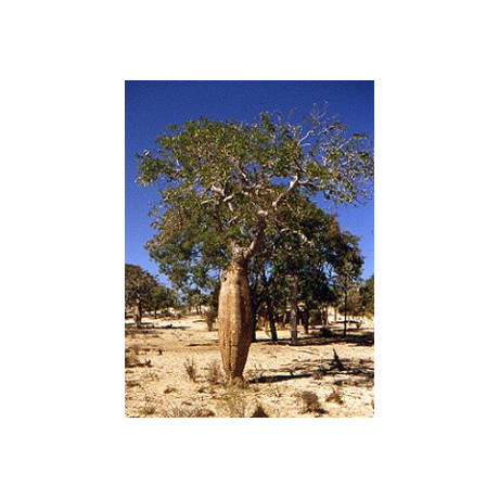 DELONIX  decaryi "Lahvový strom" 2 semena