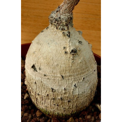 DELONIX  decaryi "Lahvový strom" 2 semena