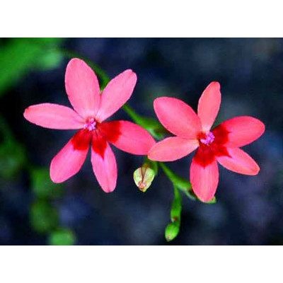 LAPEIROUSIA laxa 10 semen