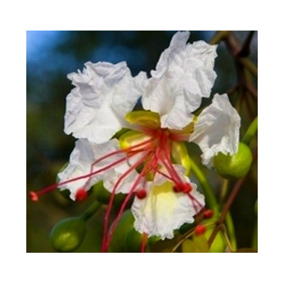 DELONIX  decaryi "Lahvový strom" 2 semena