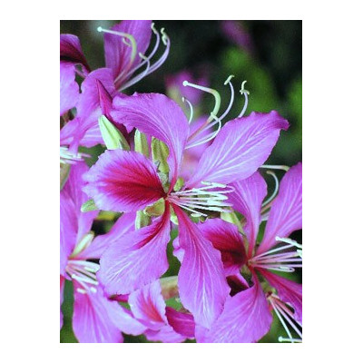 BAUHINIA purpurea "Orchidejový strom"  3 semena