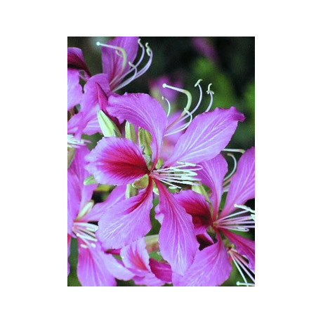 BAUHINIA purpurea "Orchidejový strom"  3 semena