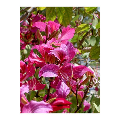 BAUHINIA variegata"Orchidejový strom" 3 semena