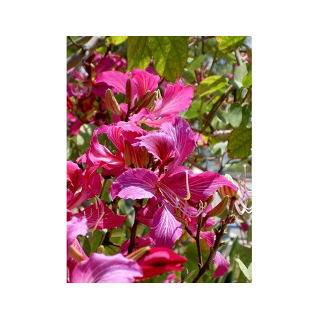 BAUHINIA variegata"Orchidejový strom" 3 semena