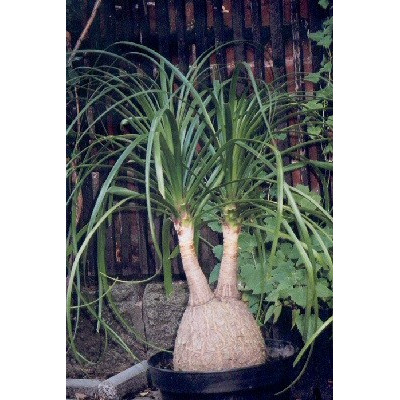 BEAUCARNEA recurvata "Sloní noha" 10 semen