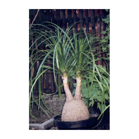 BEAUCARNEA recurvata "Sloní noha" 10 semen