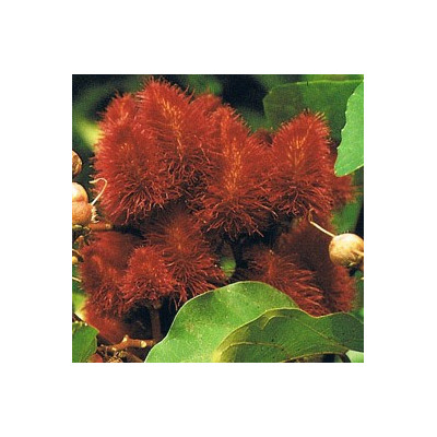 BIXA orellana "Anatto Dye plant" 5 semen