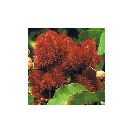 BIXA orellana "Anatto Dye plant" 5 semen
