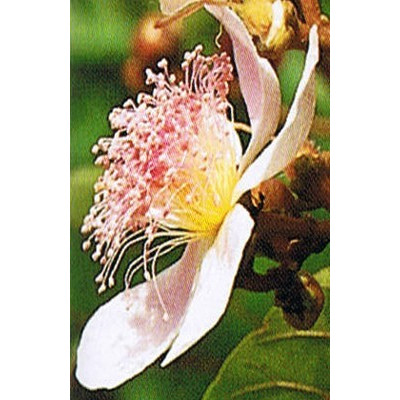 BIXA orellana "Anatto Dye plant" 5 semen