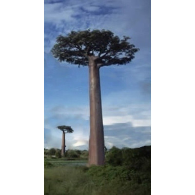 ADANSONIA grandidieri 2 semena - Mimořádná nabídka!!!