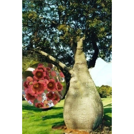 BRACHYCHITON populneus "Lahvový strom" 5 semen