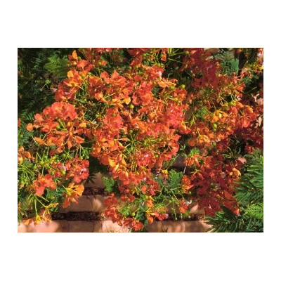 DELONIX regia"Ohńový strom"  5 semen