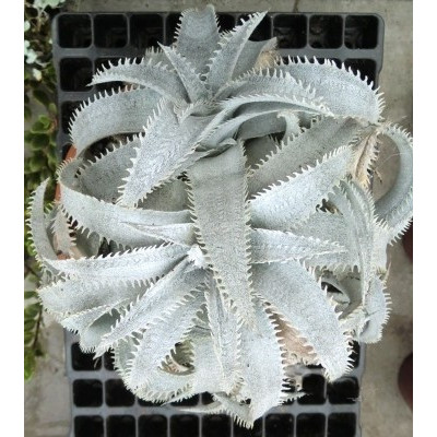 DYCKIA marnier lapostollei 10 semen