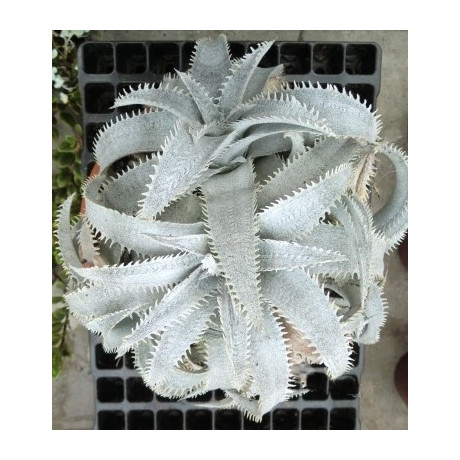 DYCKIA marnier lapostollei 10 semen