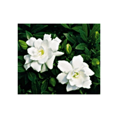 GARDENIA jasminoides "Cape Jasmine" 20 semen