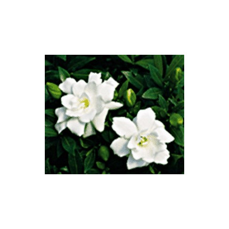 GARDENIA jasminoides "Cape Jasmine" 20 semen