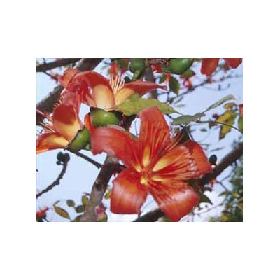 BOMBAX malabaricum ”Red Kapok” 5 semen