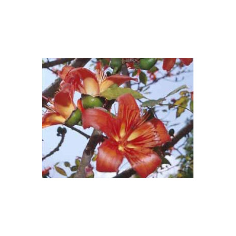 BOMBAX malabaricum ”Red Kapok” 5 semen