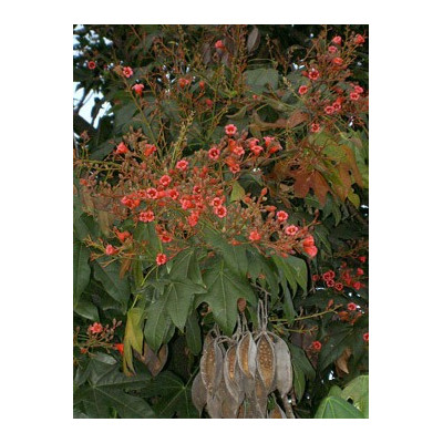 BRACHYCHITON acerifolius "Lahvový strom" 3 semena