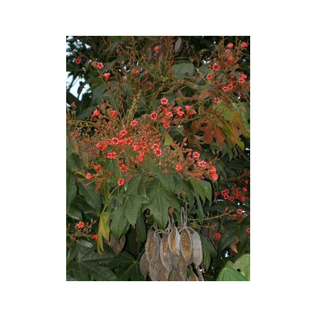 BRACHYCHITON acerifolius "Lahvový strom" 4 semena