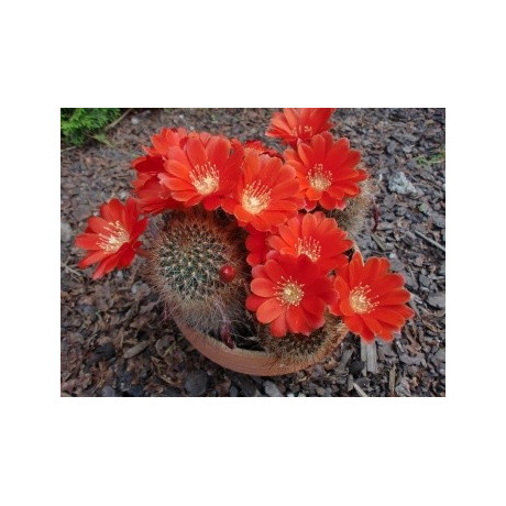 AYLOSTERA kupperiana 30 semen