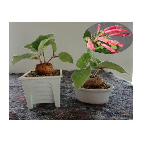 SINNINGIA iarae 50 semen