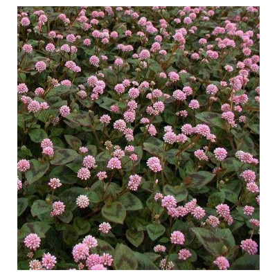 POLYGONUM capitatum Afghan 50 semen 