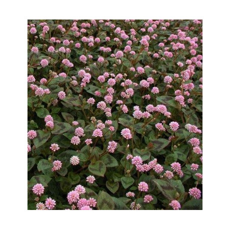 POLYGONUM capitatum Afghan 50 semen 