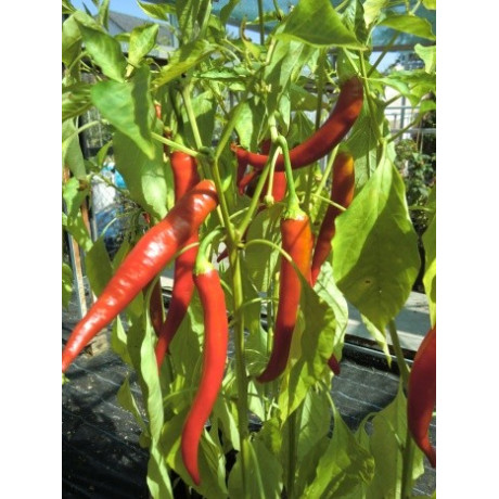 PAPRIKA Kozí roh (Capsicum annuum) 15 semen