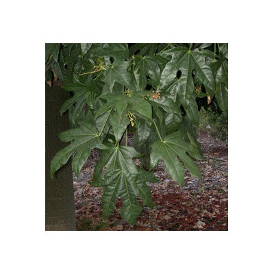 BRACHYCHITON acerifolius "Lahvový strom" 4 semena