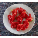 PAPRIKA Christmas Bell (Capsicum baccatum) 10 semen