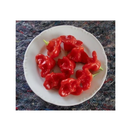 PAPRIKA Christmas Bell (Capsicum baccatum) 10 semen