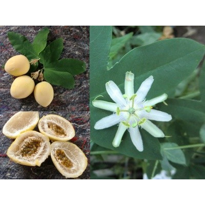 PASSIFLORA tenuifila 8 semen