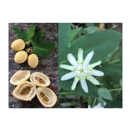PASSIFLORA tenuifila 8 semen