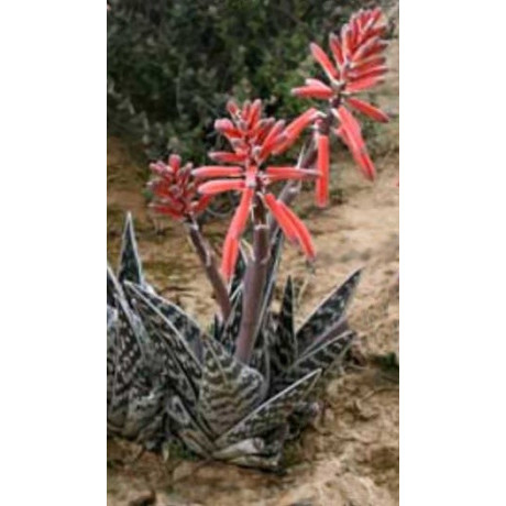 ALOE variegata "Sokolí pero" 10 semen