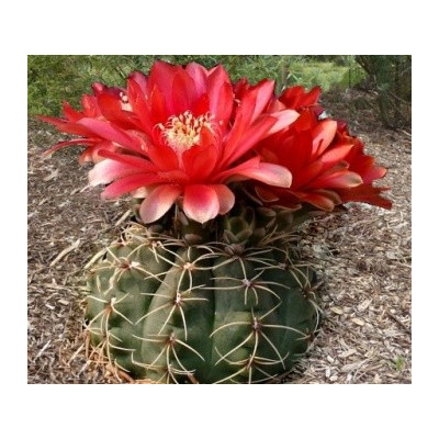 GYMNOCALYCIUM baldianum 10 semen