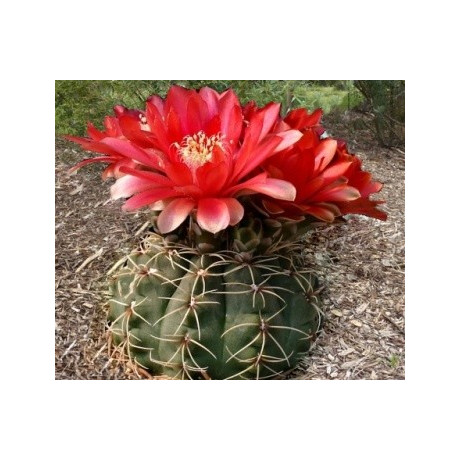 GYMNOCALYCIUM baldianum 10 semen