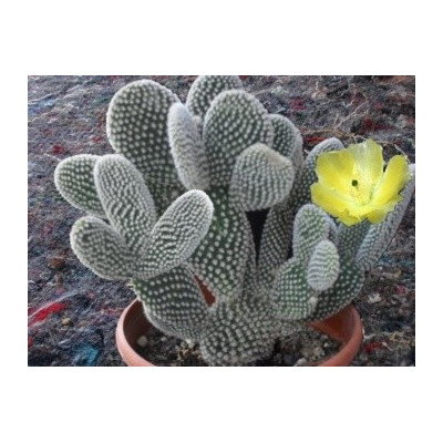 OPUNTIA microdasys var. albispina "Andělská křídla" 7 semen  