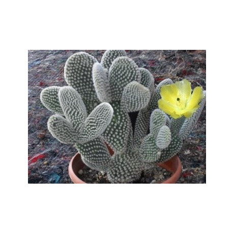 OPUNTIA microdasys var. albispina "Andělská křídla" 7 semen  