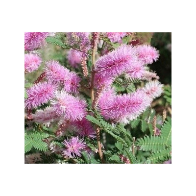 MIMOSA dysocarpa 10 semen 