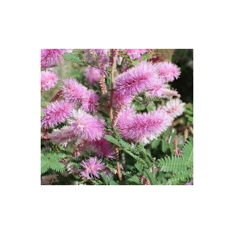 MIMOSA dysocarpa 10 semen 