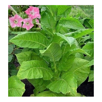 NICOTIANA tabacum (Virginský černý tabák) 25 semen  