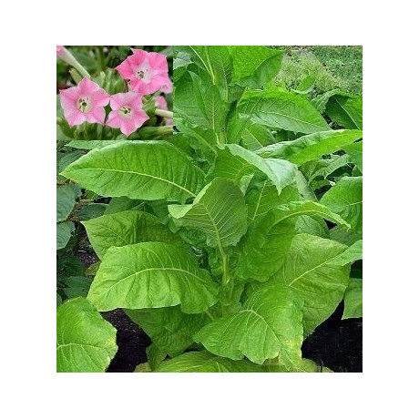NICOTIANA tabacum (Virginský černý tabák) 25 semen  