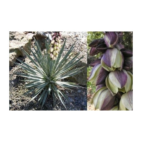 YUCCA harrimaniae 3 semena  