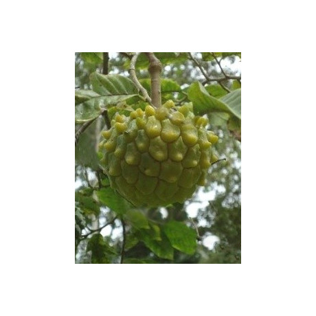 ANNONA edulis 5 semen